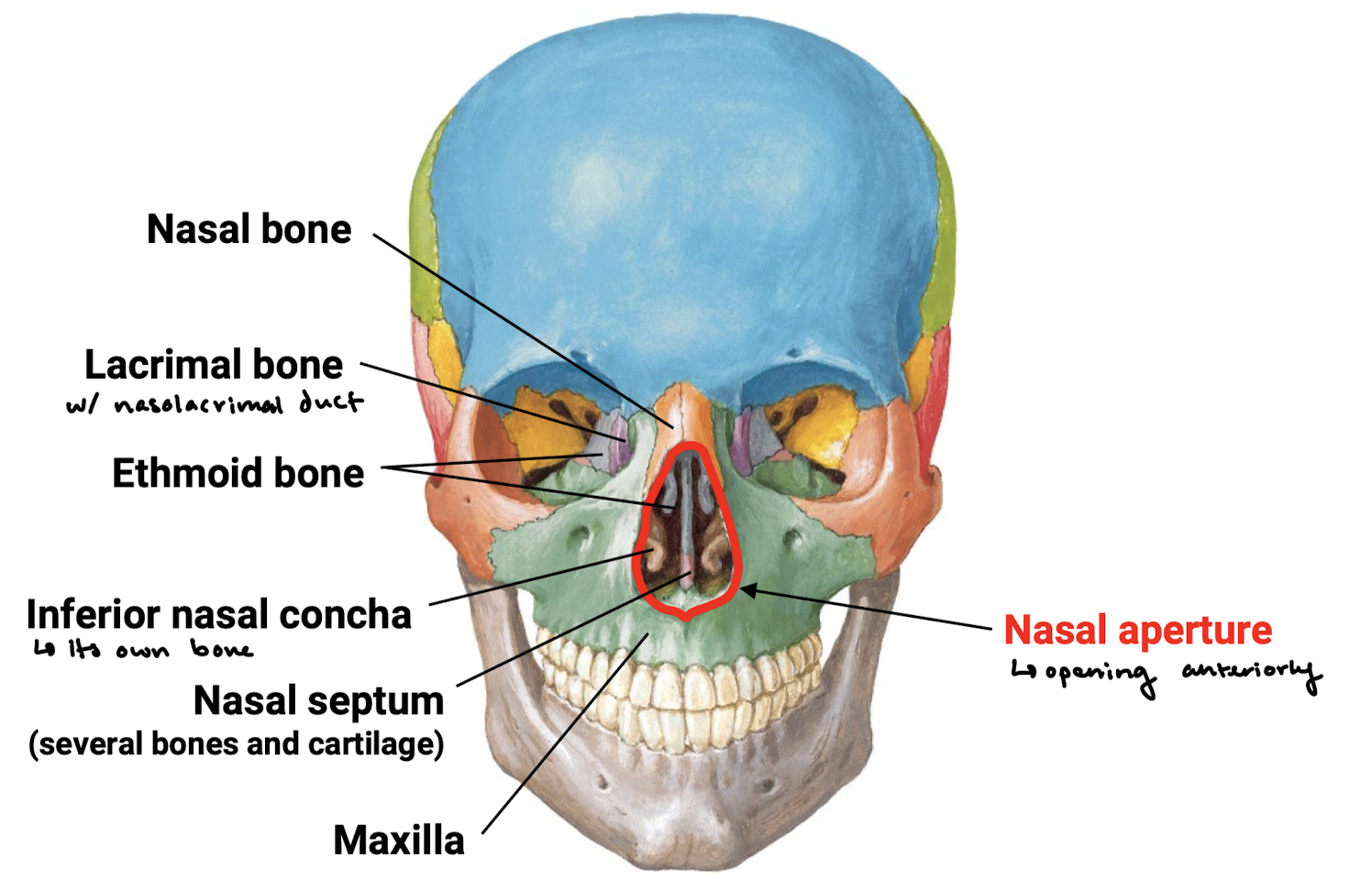 knowt flashcard image