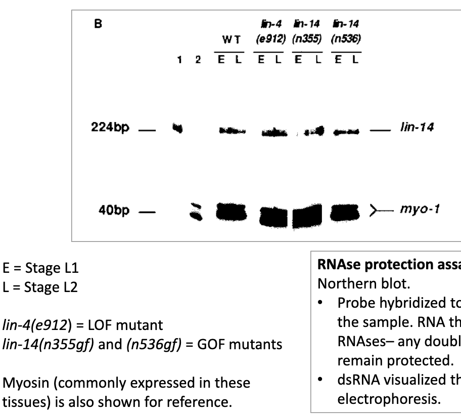 <ul><li><p><em>lin-14</em> transcript is expressed in both stages L1 and L2, in the WT and the mutant</p></li><li><p>lin-14 transcript is expressed in L1 and L2. It is only translated in L2 in the <em>lin-4</em> lof mutant (in absense of <em>lin-4</em>), or in the <em>lin-14</em> gof mutants (no longer responding to <em>lin-4</em>)</p></li><li><p>therefore inhibition occurs at translational level, not transcriptional level</p></li></ul><p></p>