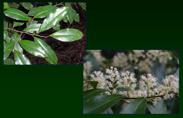 <p>•</p><p>Rosaceae</p><p>•</p><p>Native to coastal areas</p><p>•</p><p>Weedy/invasive inland</p><p>•</p><p>Key Characters:</p><p>•</p><p>Evergreen</p><p>•</p><p>Serrate leaf margins</p><p>•</p><p>Small white flowers</p>