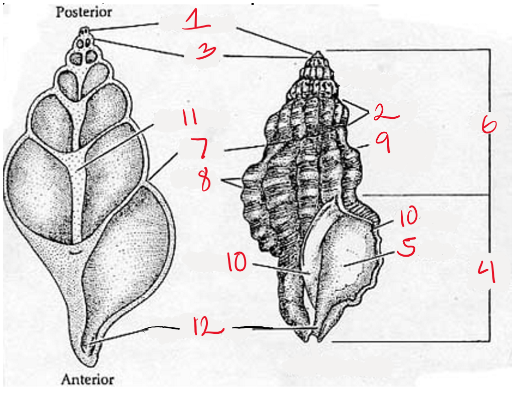 <p>What is 11</p>