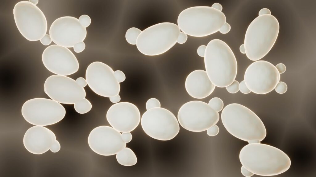 <p>Décrire l’actine chez la levure Saccharomyces cerevisia</p>