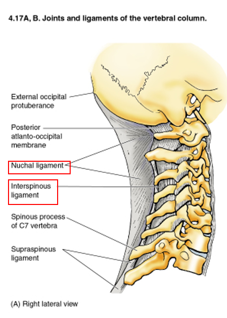 <p>an extension of the supraspinous ligament in the neck which provides more surface area for attachment of muscles</p>
