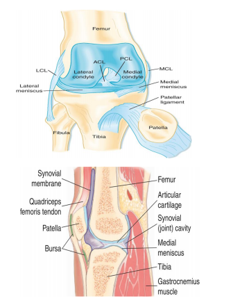 <p>Major Structures of the Knee (6)</p>