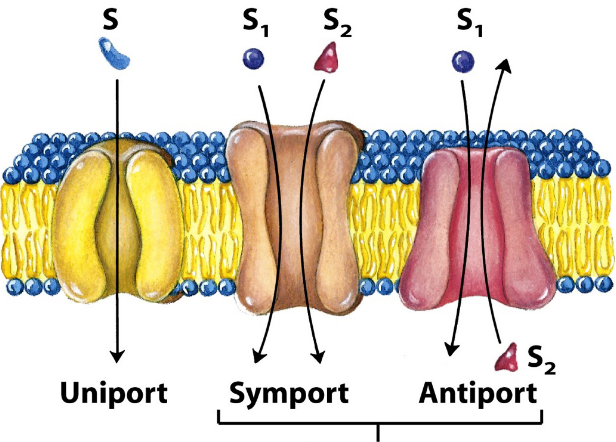 <p>*****can be facilitative or active</p><p></p>