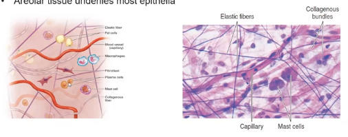 <p>Loose arrangements of fibres and cells </p><p>Fills the space between muscle fibres, surrounds blood…</p><p>Underlies most epithelia</p>