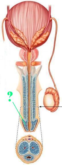 <p><span>Identify the indicated structure.</span></p>