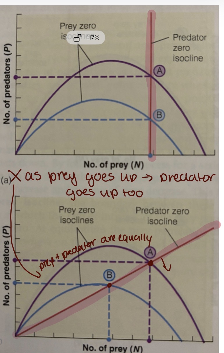 <p>A ratio-dependent model, that postulates a predator isoline that runs diagonally upwards. Assumes that Predataion rate depends of the ratio of predators to prey, rather than just on prey number alone </p>