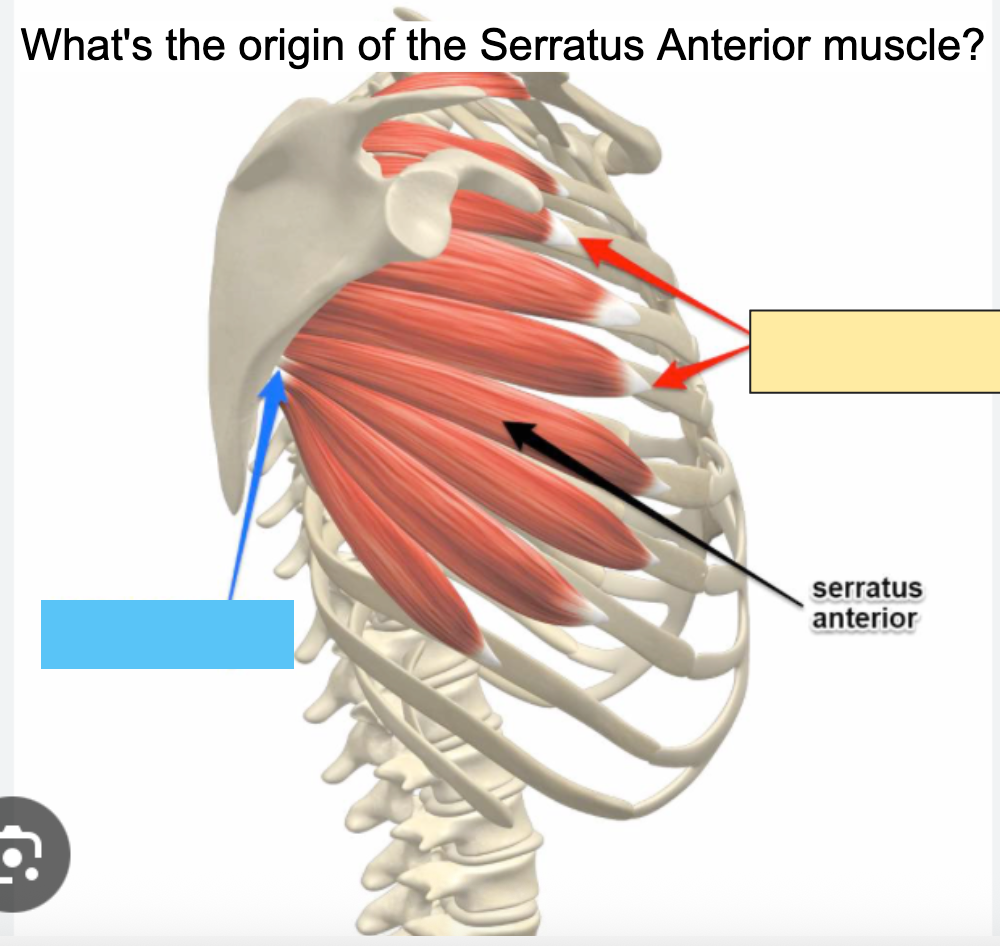 <p>What is the Serratus anterior <span style="color: blue;"><strong>insertion</strong></span>?</p>