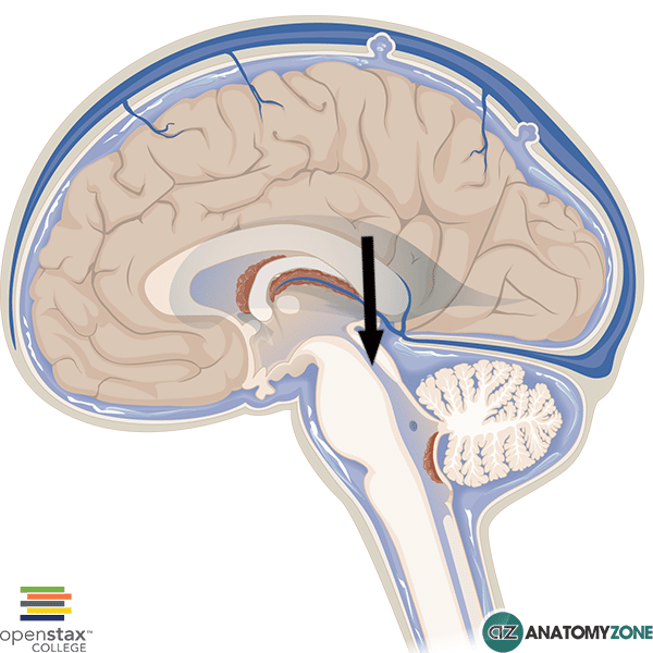 <p>a narrow fluid-filled canal in the brain that connects the third ventricle to the fourth ventricle.</p>