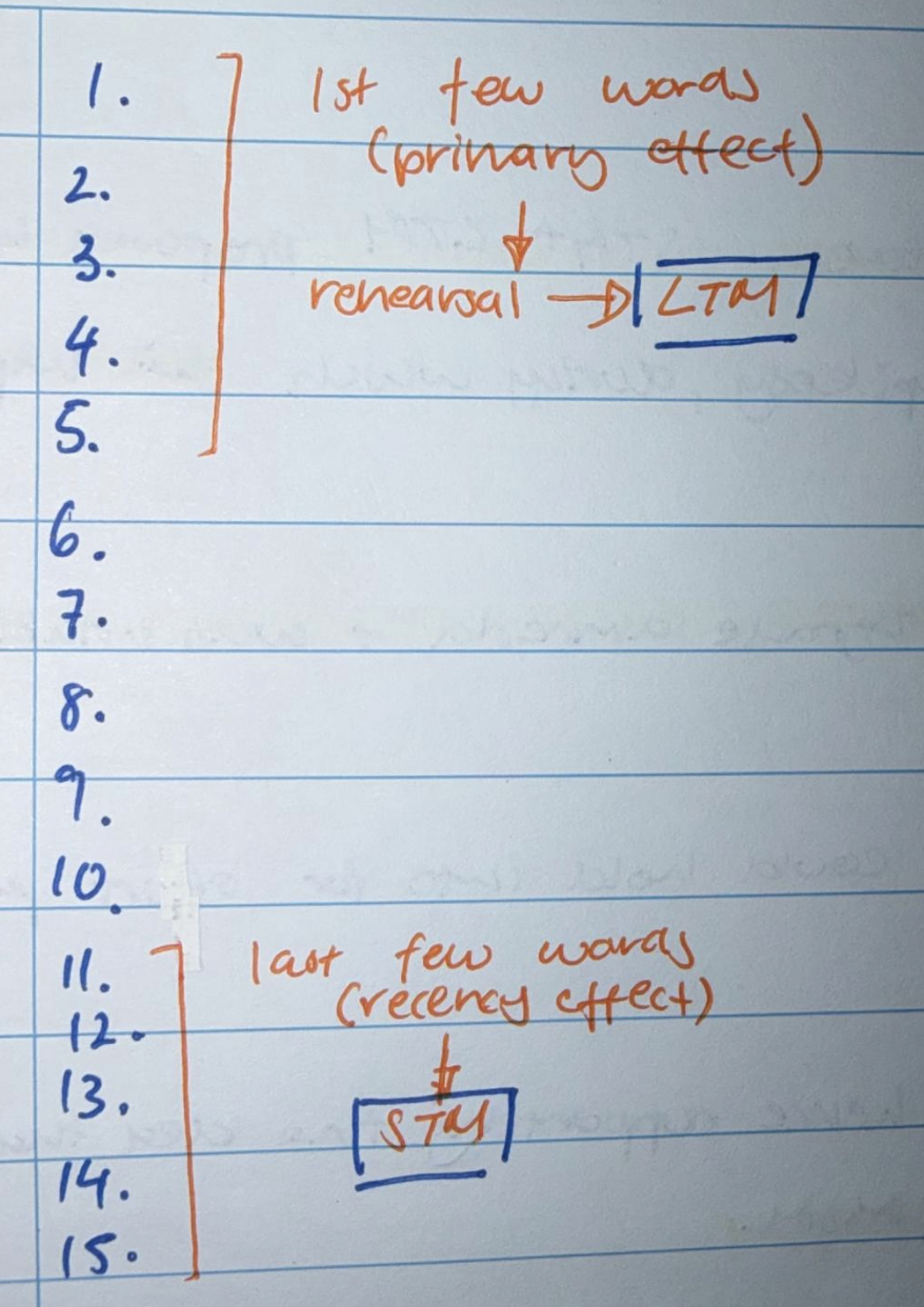 <p>cognitive phenomenon where people tend to remember the <strong><u>first (primacy) </u></strong>and<strong><u> last (recency)</u></strong> items in a series of items → when asked to recall a list of items in any order people tend to begin recall with the end of the list, recalling those items best → known as recency effect → among earlier list items, the first few items are recalled more frequently than the middle items → known as the primacy effect → shows separate stores for LTM and STM</p>