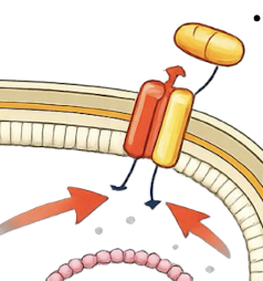<p>• Efflux pumps export antibiotics from the cell</p><p>• Often confer multidrug resistance</p><p>Expelling liquid with the antibiotics out out the cell, drug not initially intended for bacteria to have these systems</p>