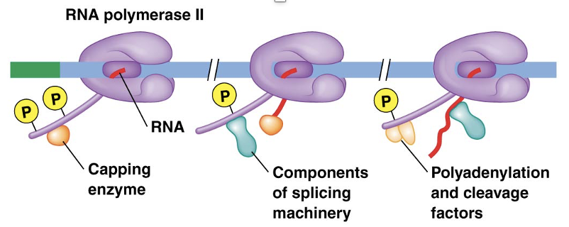 <p><span>•Many <strong>RNA processing events </strong>occur <em>cotranscriptionally</em></span></p><p><span>•The <strong>long C-terminal domain (CTD) of RNA polymerase</strong> is responsible for this processing</span></p><p><span>•Many repeats of a seven-amino-acid sequence on the CTD <strong>bind enzymes needed for capping, splicing, and cleavage/polyadenlylation</strong></span></p>