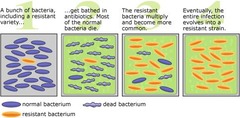 <p>Not being killed by antibiotics is a genetic trait in some bacteria. When the colony is exposed to antibiotics, the non-resistant bacteria die and the resistant bacteria have a selective advantage and survive to reproduce.</p>
