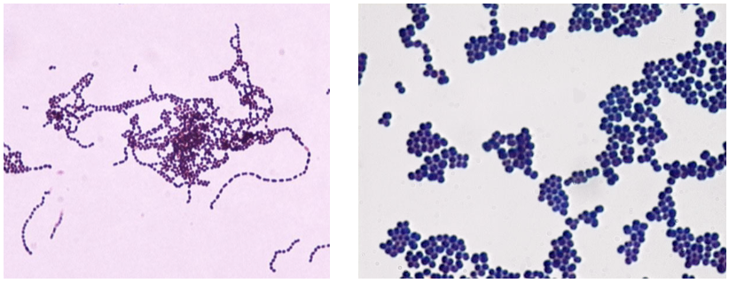 <p>what bacterial shape is this?</p>