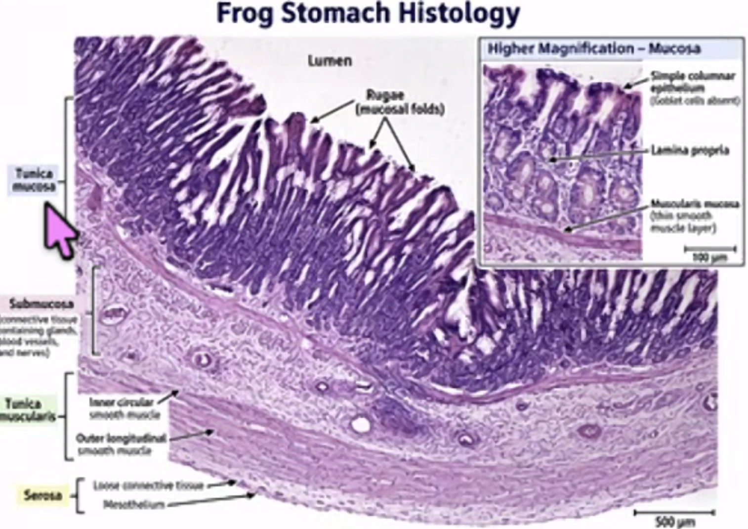 <p>lumen</p><p>tunica mucosa </p><p>- w/ simple columnar epithelium tissue nd folds (rugae for stomach nd villi for intestine) - w/ lamina propria</p><p>- muscularis mucosa</p><p>submucosa</p><p>tunica muscularis</p><p>serosa</p>