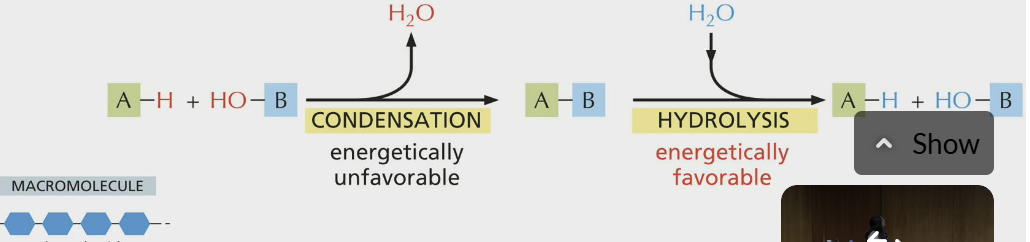 <p>Macromolecules:</p><p>Polymers are broken down into monomers via … where water is …</p>