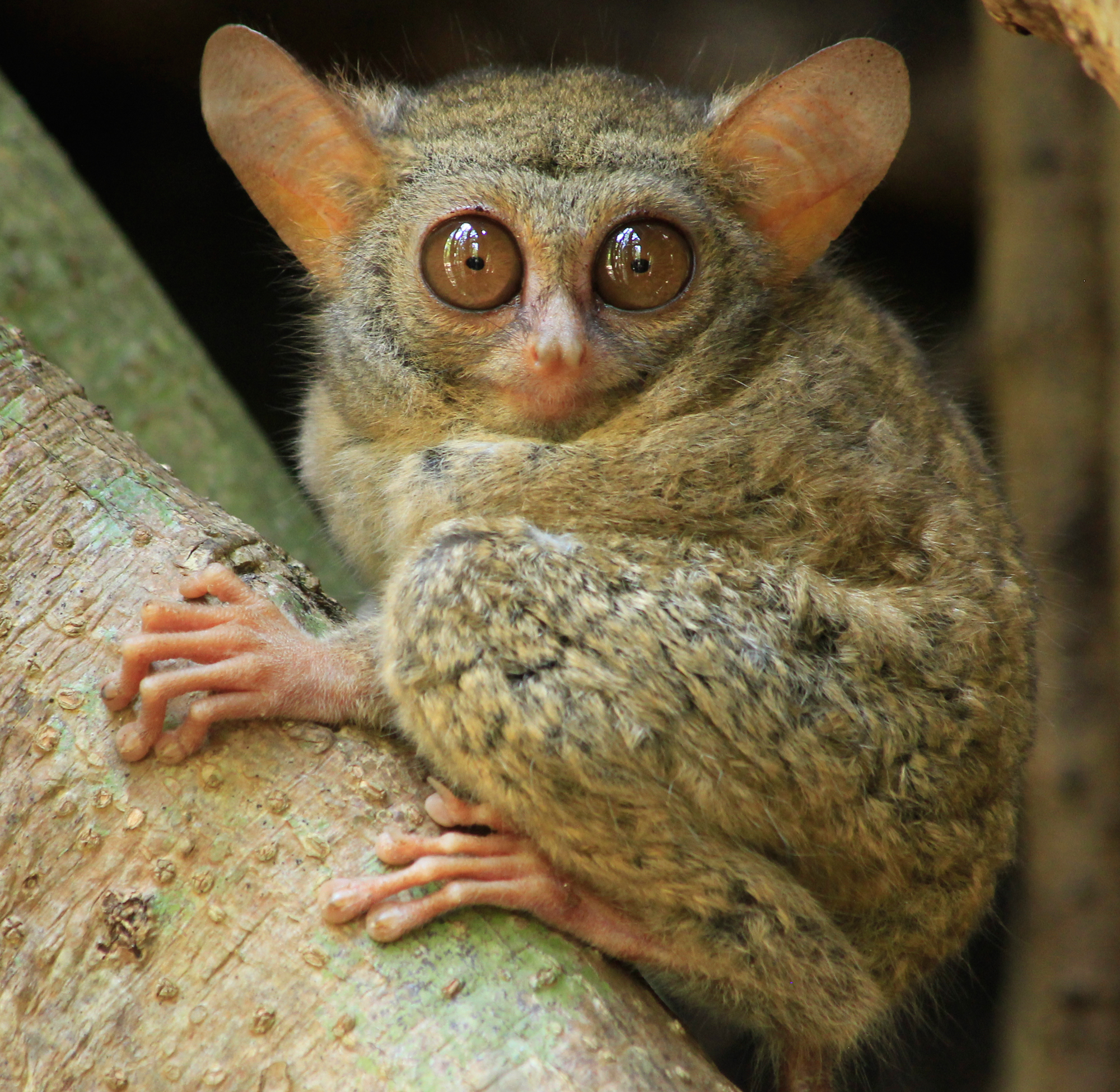 <p>tarsier (n)</p>
