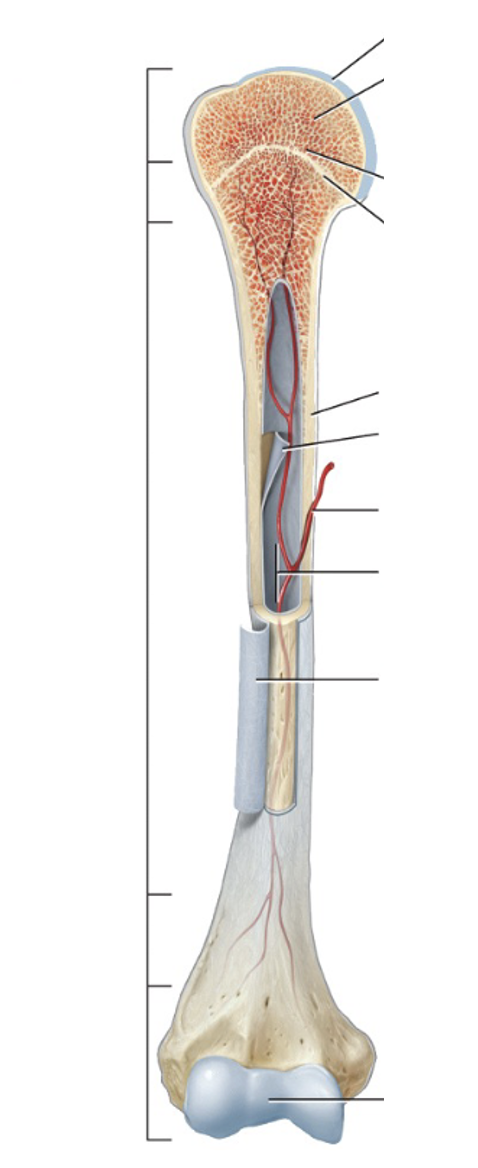 <p>gross anatomy of long bones - bottom right </p>