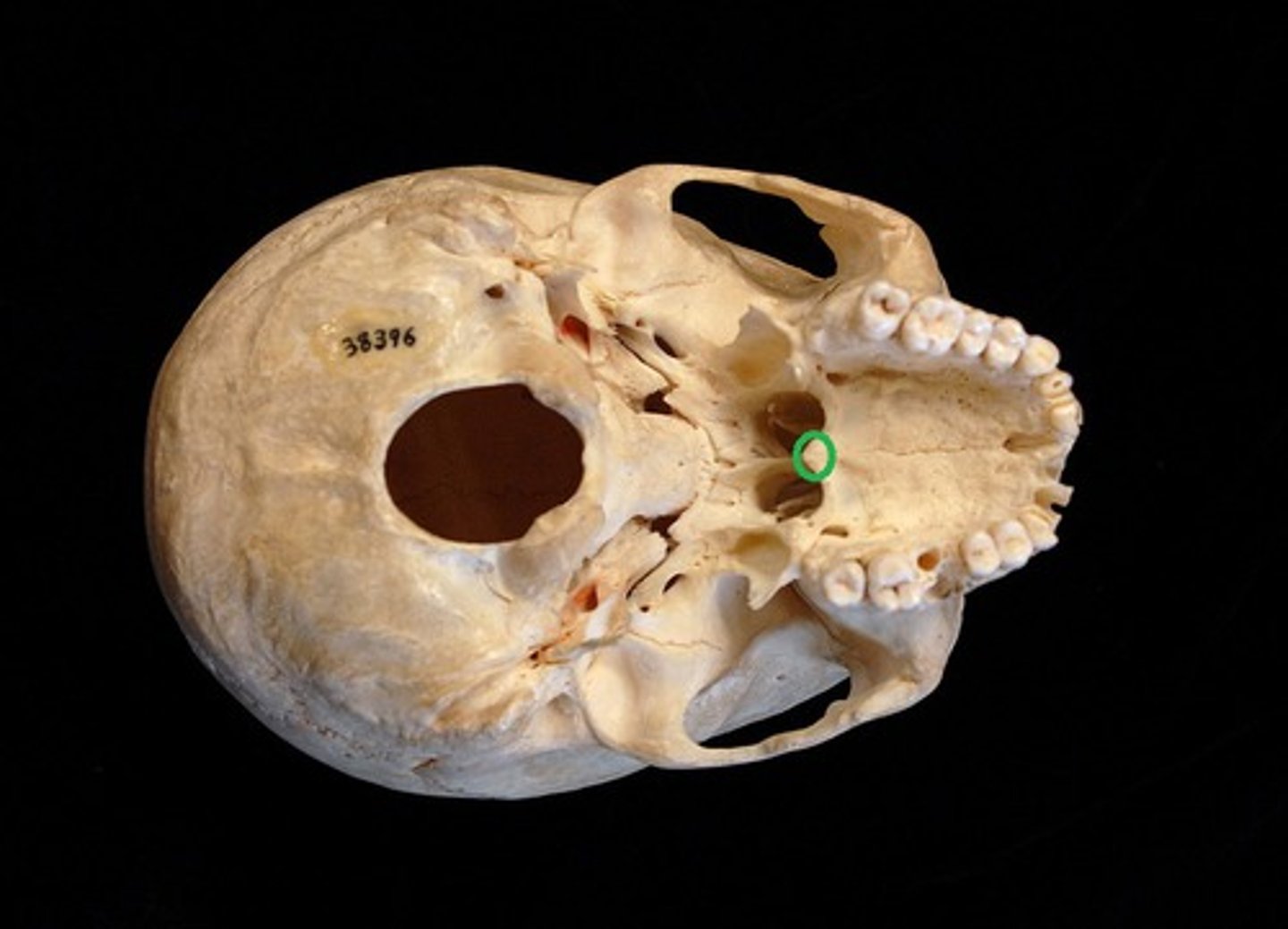 knowt flashcard image