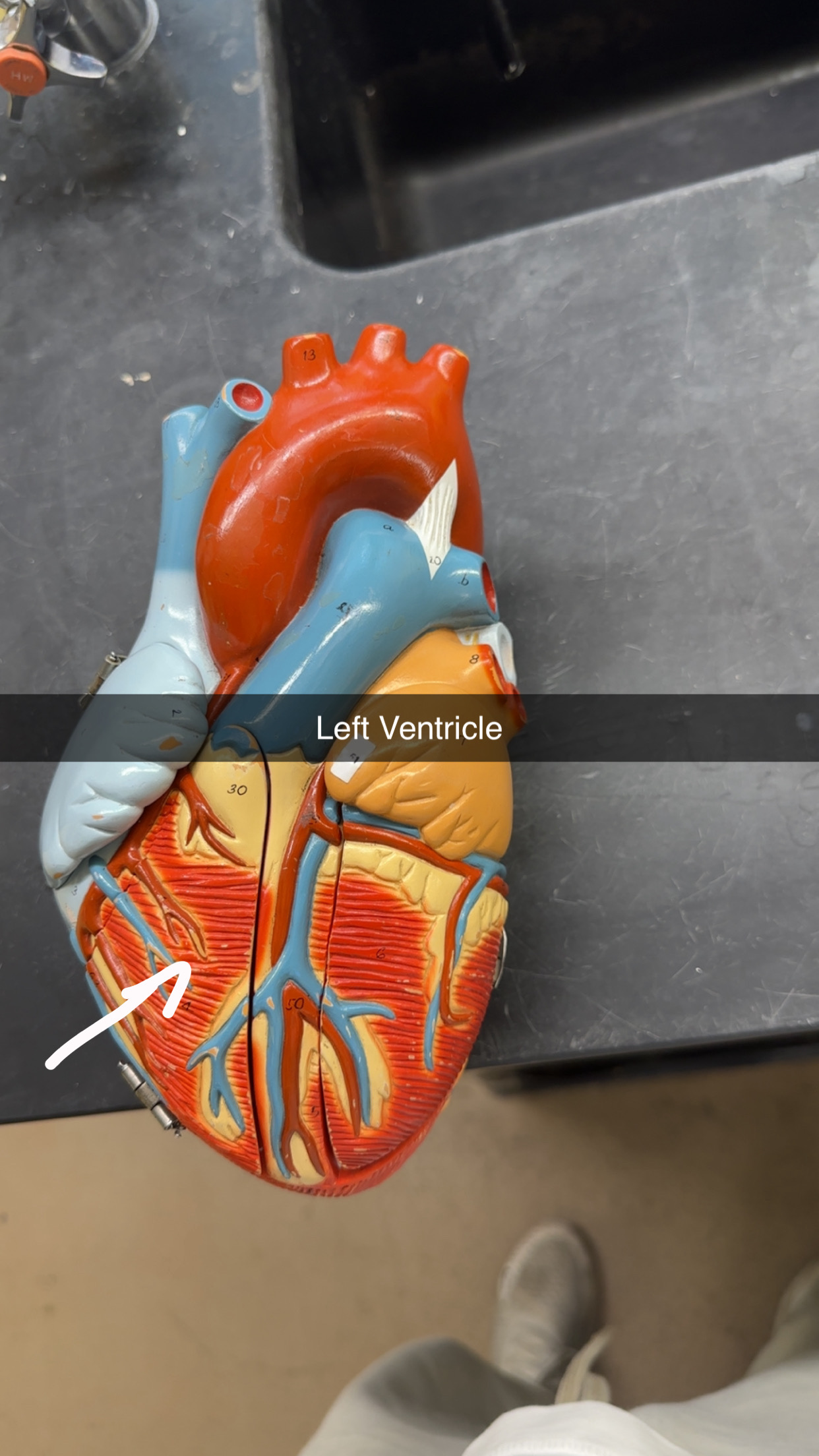 knowt flashcard image