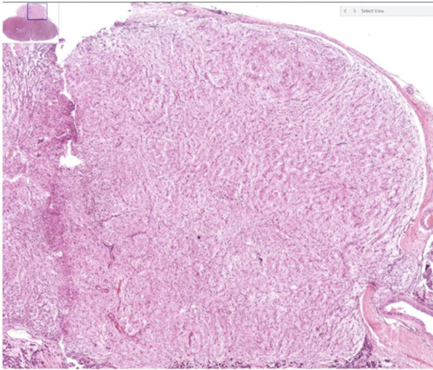 <p>Identify the region of the organ</p>