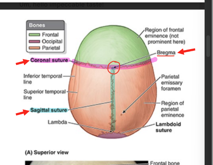 <ul><li><p>coronal suture</p><ul><li><p>separates frontal and parietal bones</p></li></ul></li><li><p>sagittal suture</p><ul><li><p>separates parietal bones</p></li></ul></li><li><p>bregma</p><ul><li><p>landmark formed by intersection of sagittal & coronal sutures</p></li></ul></li><li><p>vertex</p><ul><li><p>most sup part of cranium</p></li></ul></li></ul><p></p>