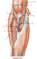 <p>What part of the cubital fossa is labeled 3?</p>