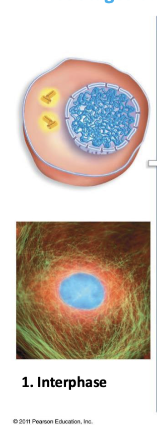 <ul><li><p>nuclear membrane intact during interphase (G1, S, G2)</p></li><li><p>chromatin uncondensed in nucleus</p></li><li><p>cell in G2 (cell &amp; nucleus prepare itself) (chromosomes in G2 = sister chromatids joined w/cohesins + the centromere, but they are still long and tangled)</p></li><li><p>have Duplicate MTOC (centrosome in animals)</p></li></ul><p></p>