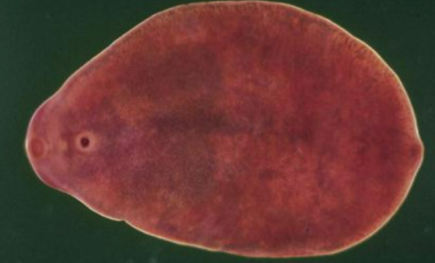 <p><em>Alloglossidium </em>spp</p>
