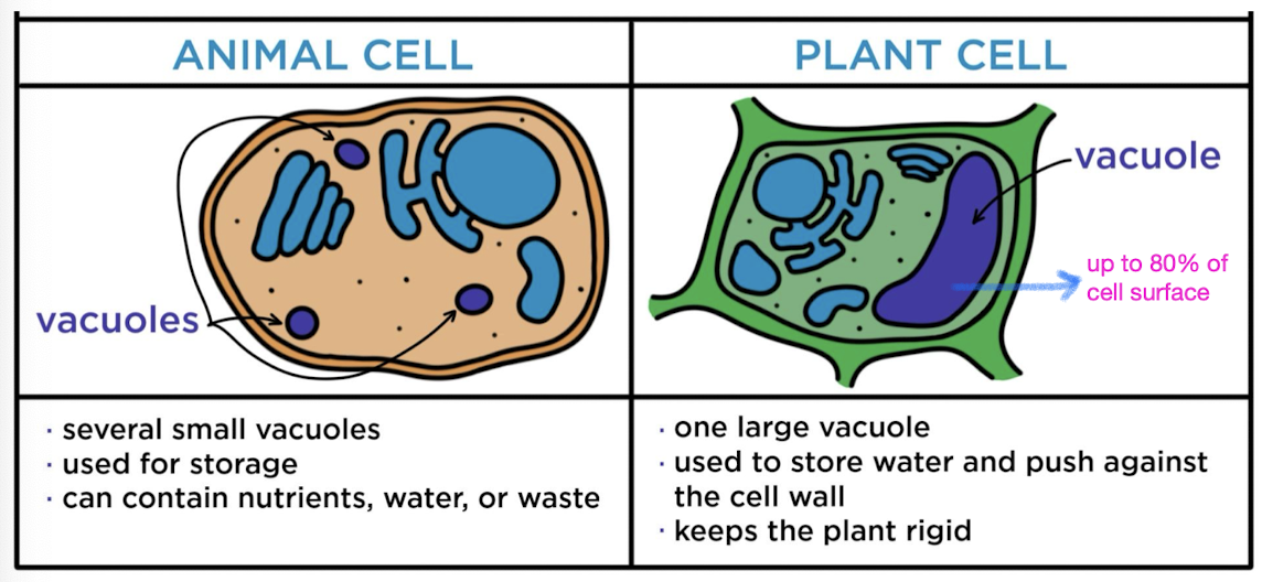 <p>vesicles derived from ER + golgi w/ inside solution differing from cytosol</p><ul><li><p>food vacuoles</p></li><li><p>contractile vacuoles (found in freshwater protists to pump excess water out of</p><p>cells)</p></li><li><p>central vacuoles (found in mature plant cells to hold organic compounds and</p><p>water)</p></li></ul><p></p>