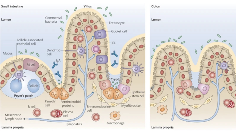 <p>gut associated lymphoid tissues</p><ul><li><p>peyers patches: B cells that make IgA</p></li><li><p>M cells- transports microbes to Peyers patches</p></li><li><p>lamina propria- extracellular matrix under the epithelial</p></li><li><p>panted cells- secrete AMPs</p></li><li><p>Goblet cells- secrete mucus</p></li><li><p>stem cell progentiros- replenish the epithelium</p></li><li><p>mesenteric lymph nodes: drain microbes</p></li></ul><p></p><p></p>
