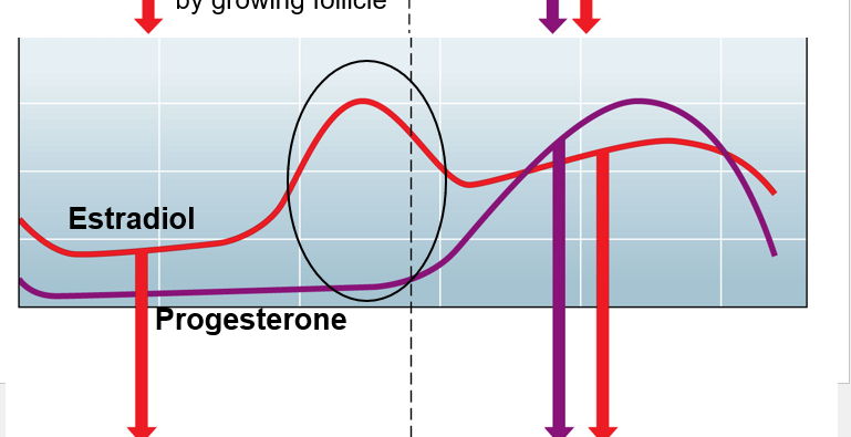 <p>Progesterone only starts building …</p>