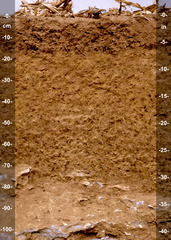<p>A cross-section of all the soil horizons in a specific soil, from surface to bedrock.</p>