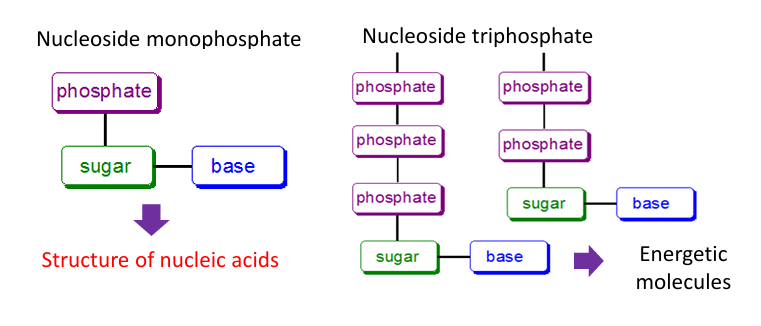 <ul><li><p><strong>Nucleoside monophosphate (NMP):</strong></p><ul><li><p>Contains <strong>1 phosphate group</strong></p></li><li><p>Main role → <strong>structure of nucleic acids (DNA &amp; RNA)</strong></p></li></ul></li><li><p><strong>Nucleoside triphosphate (NTP):</strong></p><ul><li><p>Contains <strong>3 phosphate groups</strong></p></li><li><p>Main role → <strong>energy molecules</strong> (e.g., ATP)</p></li></ul></li></ul><p><span data-name="point_right" data-type="emoji">👉</span> The extra phosphate bonds store <strong>high energy</strong> used in cellular processes.</p>