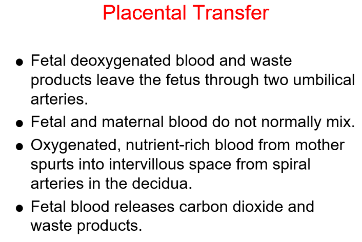 <p><strong>provides oxygen &amp; nutrients. removes waste from baby’s blood</strong></p><p>moms side: beefy | fetus side: gray &amp; shiny</p><p>connected to baby via umbilical cord</p><p>forms in uterus</p>