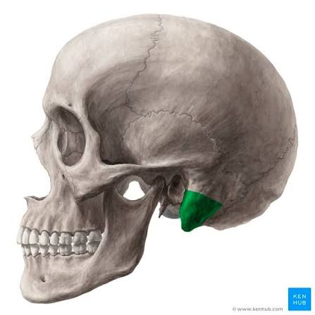 <p>A prominent projection or bump on a bone </p><p>serves as an attachment point for muscles, tendons, or ligaments. </p>