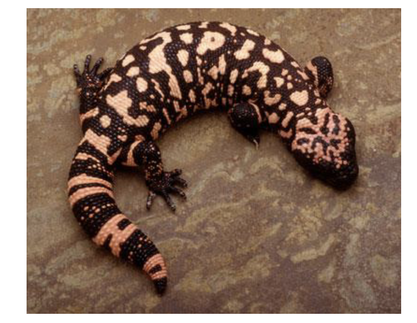<ul><li><p>Members of Platynota</p></li><li><p><span style="background-color: transparent;">1 genus (Heloderma), 5 species </span></p></li><li><p><span style="background-color: transparent;">Considered to be the only dangerously venomous lizards </span></p></li><li><p><span style="background-color: transparent;">Gila Monster </span></p></li><li><p><span style="background-color: transparent;">Large, slow moving </span></p></li><li><p><span style="background-color: transparent;">Terrestrial, carnivorous, and oviparous </span></p></li><li><p><span style="background-color: transparent;">May be diurnal or nocturnal</span></p></li><li><p><span style="background-color: transparent;">Heat-loving</span></p></li></ul><p></p>