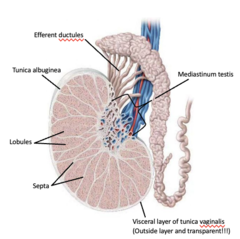 <p>extensions of the capsule that extend into the testis and divide it into lobules</p>
