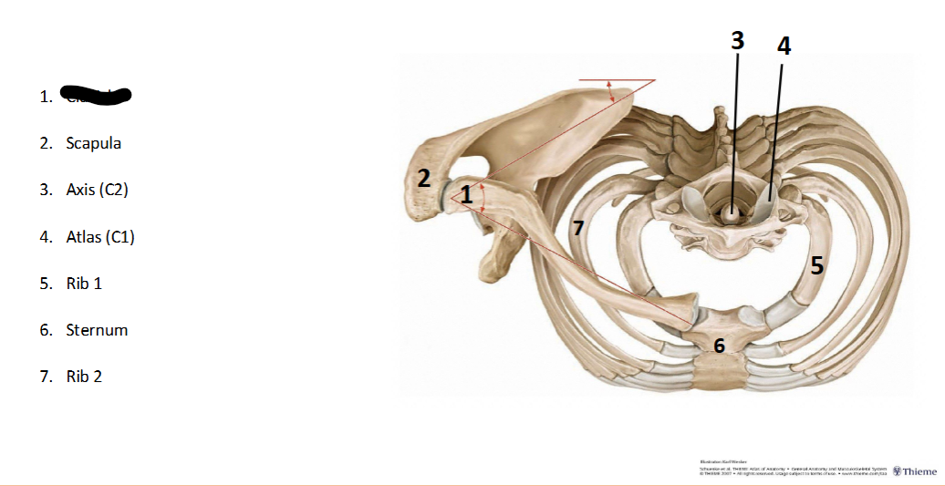 <p>What landmark within the <strong>Axial? </strong>(CENTRAL <strong>AXIS </strong>of <strong>BODY)</strong></p>