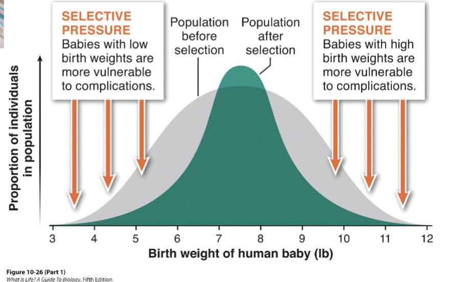 <p>individuals with intermediate phenotypes have the highest fitness</p>