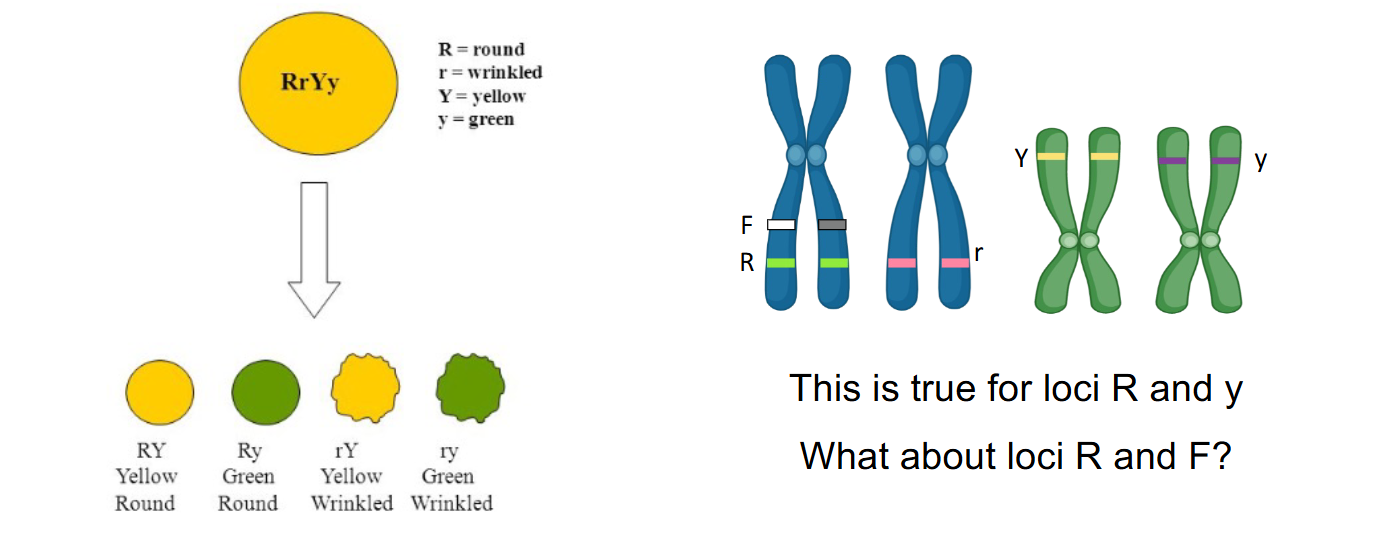 <p>- R/r as round versus wrinkled</p><p>- Y/y as yellow versus green</p><p>- RrYy as the dihybrid genotype</p><p>- RY, Ry, rY and ry combinations</p><p>- R and Y on different chromosomes as an example consistent with independent assortment</p><p>- R and F on the same chromosome as a prompt introducing linkage</p>