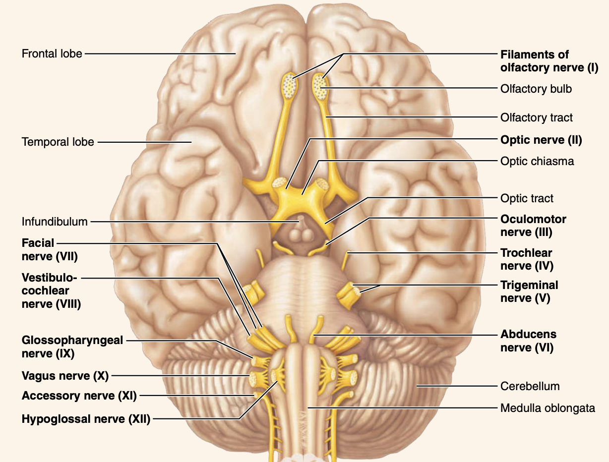 <p>IV. Parasympathetic Division</p><p>A. Cranial Outflow</p><ol><li><p>Which cranial nerves carry parasympathetic preganglionic fibers?</p></li><li><p>Which cranial nerve is associated with the cardiac plexus?</p></li></ol><p></p>