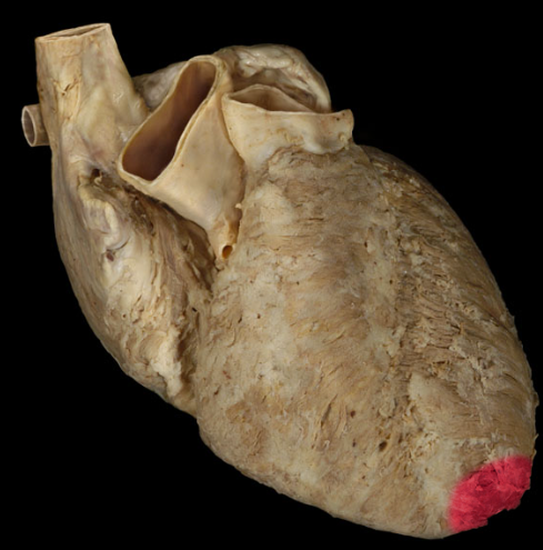 <p>point of the heart</p>