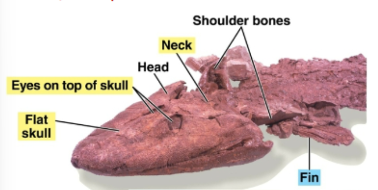 <p>-fish: scales, fins, gills and llungs</p><p>-tetrapod: neck, ribs, fin skeleton, flat skull, and eyes on top of skull </p>