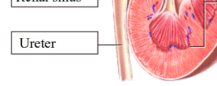 <p>Transport tube</p><p></p><p>primary transport highway for urine from the kidney to the bladder</p>