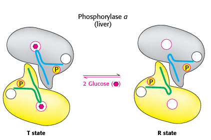 <p>Regulation of Glycogen phosphorylase in liver</p>