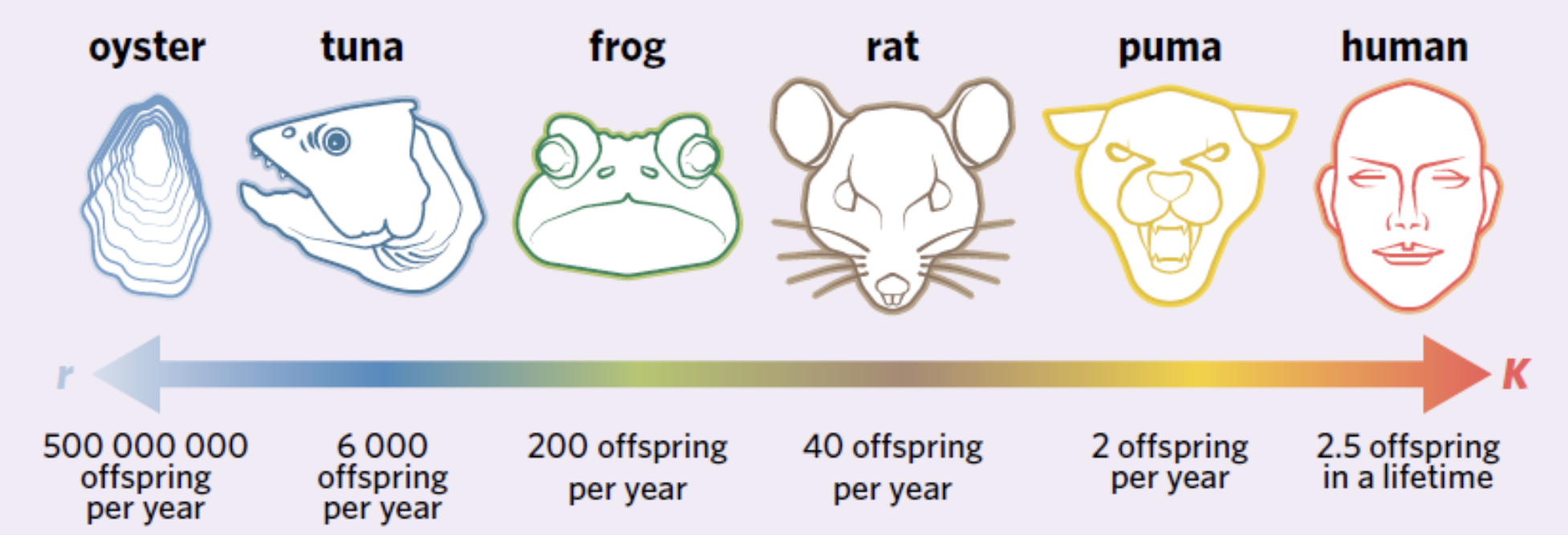 <p><strong>fewer </strong>offspring but <strong>invest</strong> more resources in each individual </p><ul><li><p>increase lifespan, chances of survival </p></li></ul><p></p>