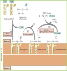 <p>The cytoplasmic half of the ER membrane is responsible for phospholipid synthesis.</p>