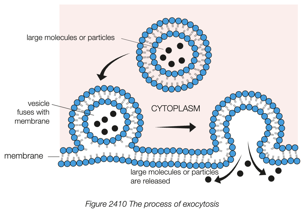 <ul><li><p>large molecules (e.g. proteins, polysaccharides, nucleic acids) or molecules in bulk are transported out of cell</p></li><li><p>molecules are packaged inside vesicles, transported to cell membrane by cytoskeleton</p></li><li><p>fuse with cell membrane which opens to release molecules outside of cell</p></li><li><p>e.g. inc hormones inside cell secreted to bloodstream, release of digested cell debris by lysosome</p></li></ul><p></p>