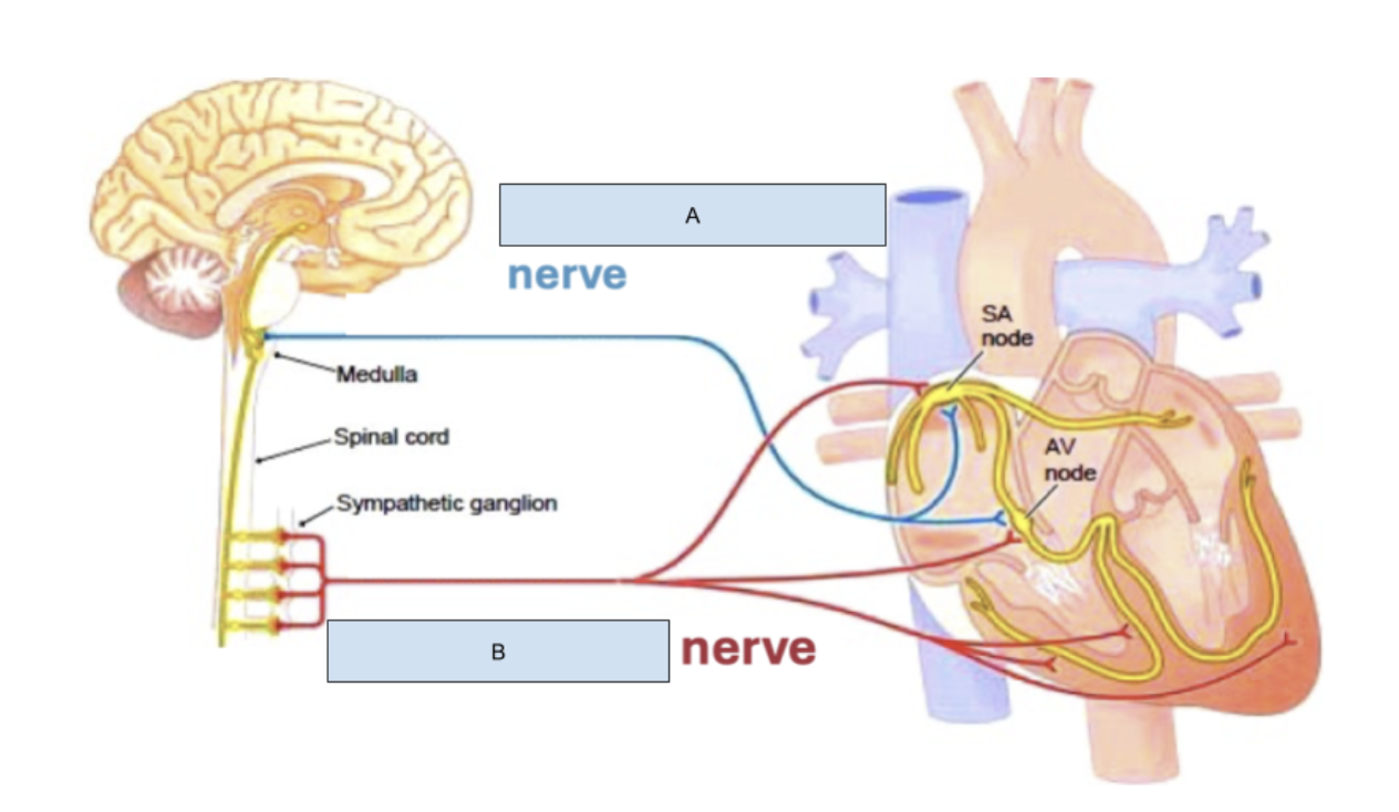 <p>What will nerve “B” cause the heart rate to do?</p>